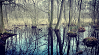 selbstgewaehltes Bild der MA zeigt Bäume und Wasser